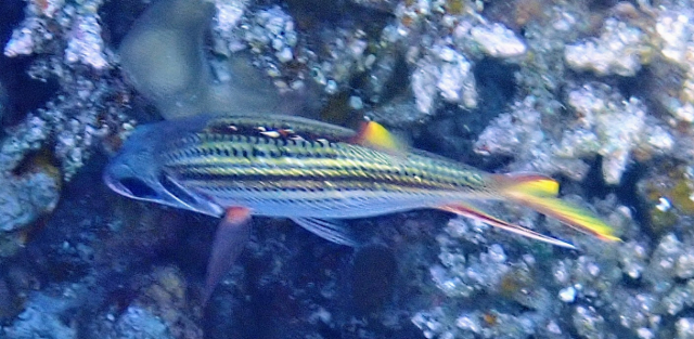 Click to View Spotfin Squirrelfish<br><span style='font-size:12px'><i>Dave & Rose</i></span>