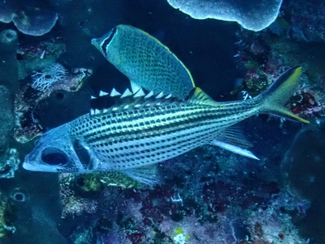 Click to View Spotfin Squirrelfish<br><span style='font-size:12px'><i>Dave & Rose</i></span>