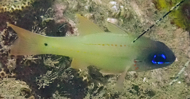 Click to View Spotgill Cardinalfish<br><span style='font-size:12px'><i>Dave & Rose</i></span>