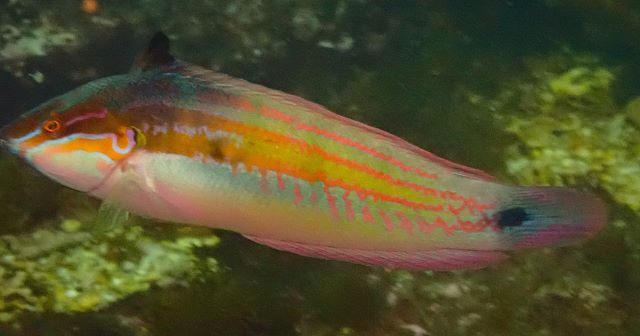 Click to View Spottail Coris<br><span style='font-size:12px'><i>Dave & Rose</i></span>