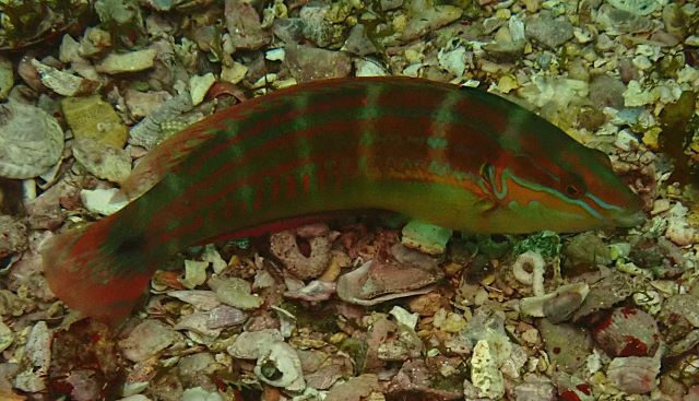 Click to View Spottail Coris<br><span style='font-size:12px'><i>Dave & Rose</i></span>