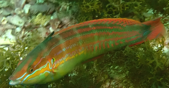 Click to View Spottail Coris<br><span style='font-size:12px'><i>Dave & Rose</i></span>