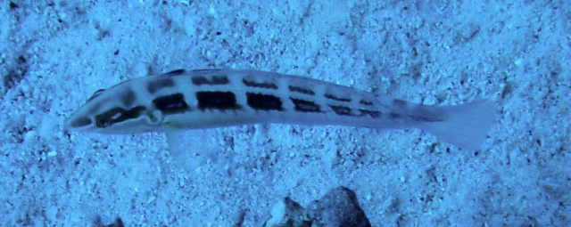 Click to View Spottail Coris<br><span style='font-size:12px'><i>Dave & Rose</i></span>