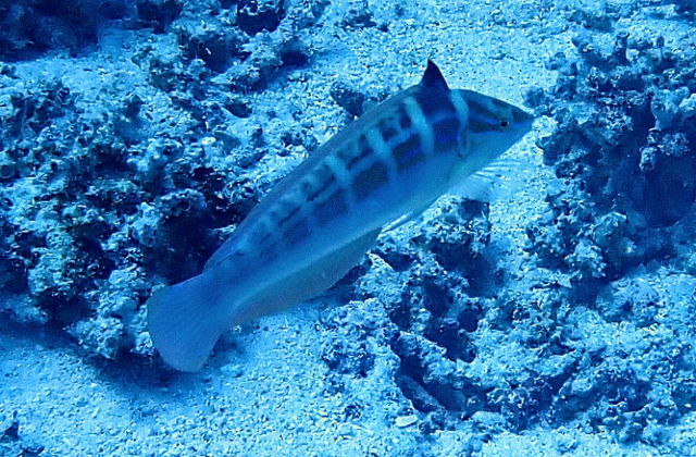 Click to View Spottail Coris<br><span style='font-size:12px'><i>Dave & Rose</i></span>