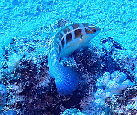 Click to View Spottail Coris<br><span style='font-size:12px'><i>Dave & Rose</i></span>