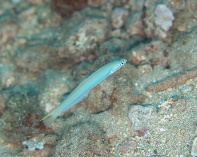 Click to View Spottail Dartfish<br><span style='font-size:12px'><i>iNaturalist</i></span>