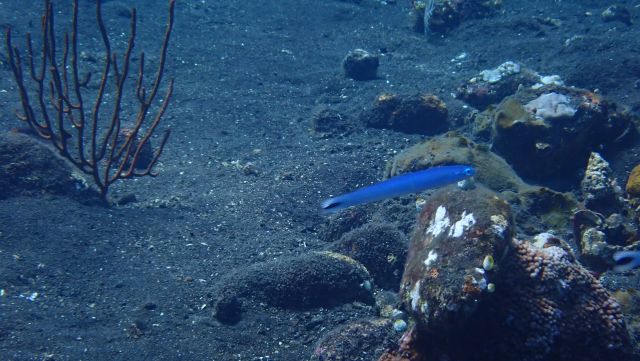 Click to View Spottail Dartfish<br><span style='font-size:12px'><i>iNaturalist</i></span>