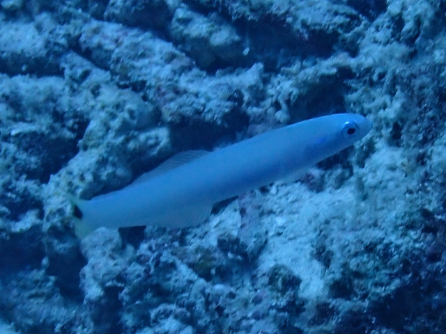 Spottail Dartfish<br><span style='font-size:12px'><i>Dave & Rose</i></span>