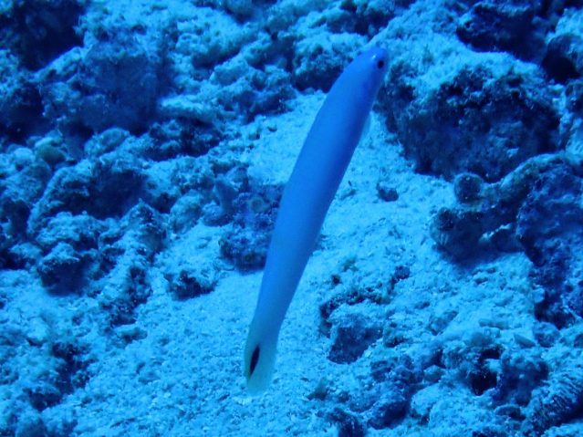 Spottail Dartfish<br><span style='font-size:12px'><i>Dave & Rose</i></span>