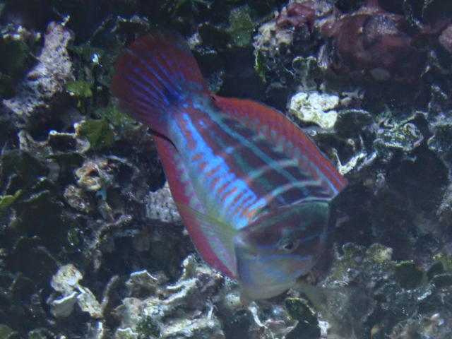 Click to View Spottail Coris<br><span style='font-size:12px'><i>Dave & Rose</i></span>