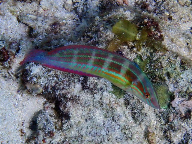 Click to View Spottail Coris<br><span style='font-size:12px'><i>Dave & Rose</i></span>