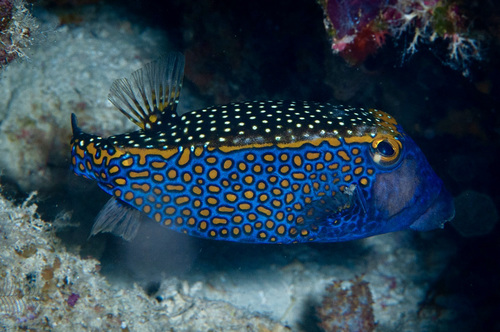 Click to View Spotted Boxfish<br><span style='font-size:12px'><i>iNaturist</i></span>