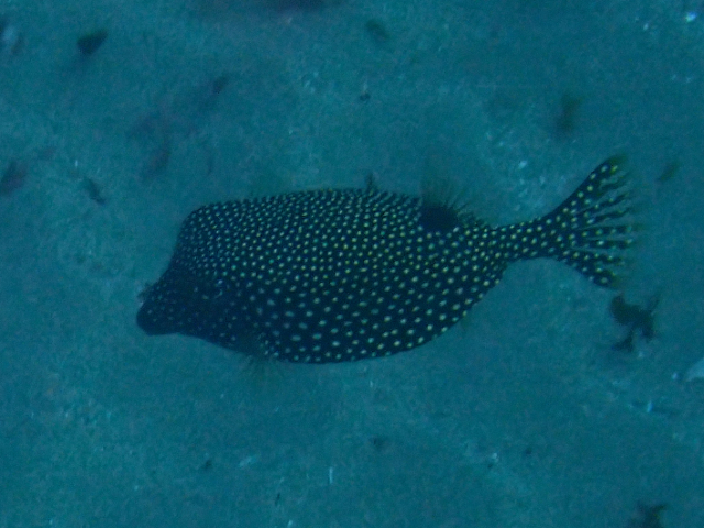Click to View Spotted Boxfish<br><span style='font-size:12px'><i>Dave & Rose</i></span>