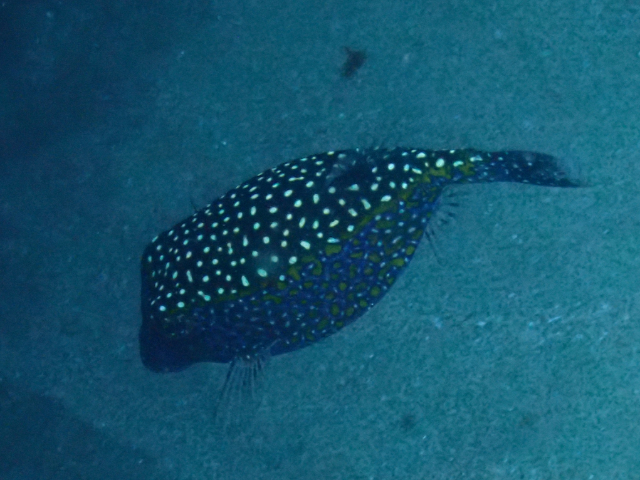 Click to View Spotted Boxfish<br><span style='font-size:12px'><i>Dave & Rose</i></span>