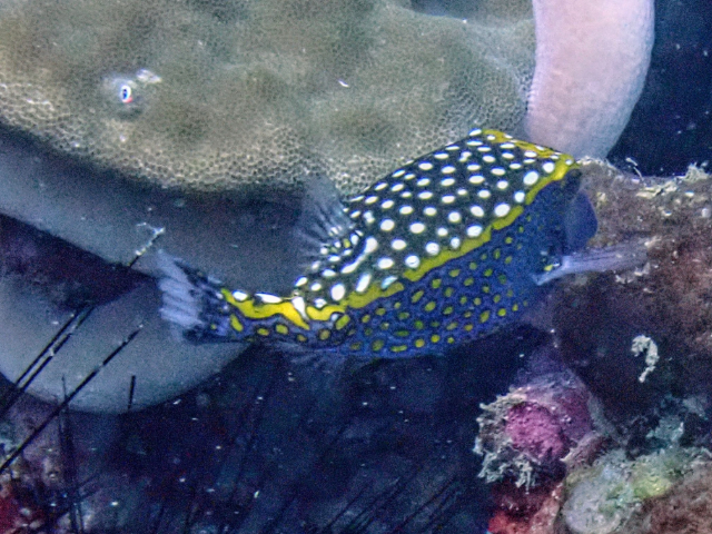 Click to View Spotted Boxfish<br><span style='font-size:12px'><i>Dave & Rose</i></span>