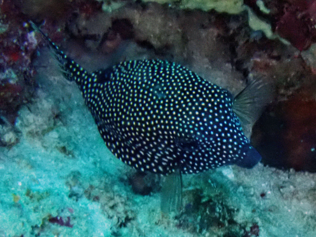 Click to View Spotted Boxfish ♀<br><span style='font-size:12px'><i>Dave & Rose</i></span>