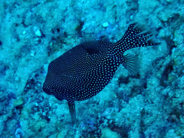 Click to View Spotted Boxfish ♀<br><span style='font-size:12px'><i>Dave & Rose</i></span>