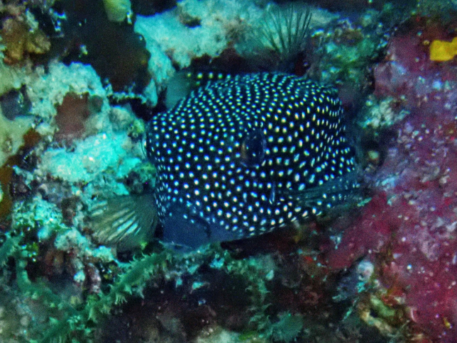 Click to View Spotted Boxfish ♀<br><span style='font-size:12px'><i>Dave & Rose</i></span>
