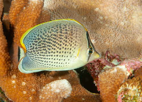 Click to View Spotted Butterflyfish<br><span style='font-size:12px'><i>iNaturalist</i></span>