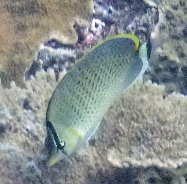 Click to View Spotted Butterflyfish<br><span style='font-size:12px'><i>Dave & Rose</i></span>