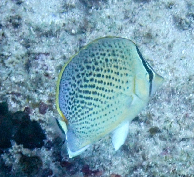 Click to View Spotted Butterflyfish<br><span style='font-size:12px'><i>Dave & Rose</i></span>