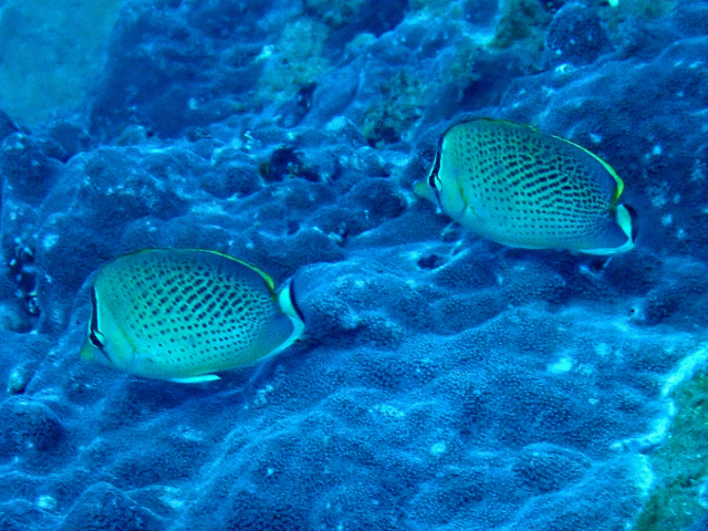 Click to View Spotted Butterflyfish<br><span style='font-size:12px'><i>Dave & Rose</i></span>