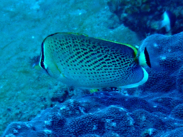 Click to View Spotted Butterflyfish<br><span style='font-size:12px'><i>Dave & Rose</i></span>