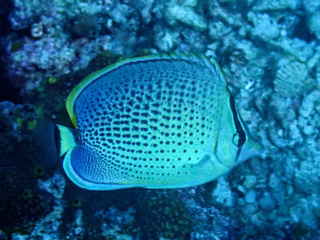Click to View Spotted Butterflyfish<br><span style='font-size:12px'><i>Dave & Rose</i></span>