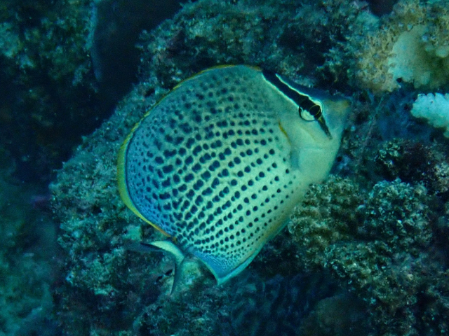 Click to View Spotted Butterflyfish<br><span style='font-size:12px'><i>Dave & Rose</i></span>
