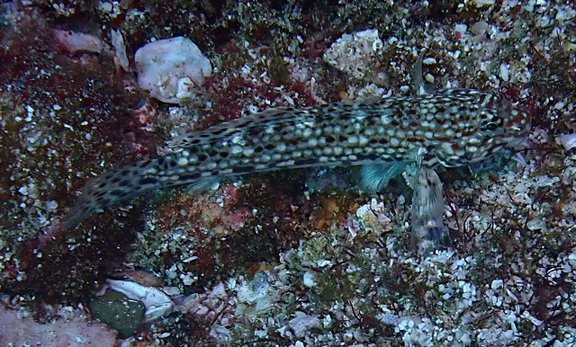 Click to View Spotted Dwarf Goby<br><span style='font-size:12px'><i>Dave & Rose</i></span>