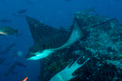 Click to View Spotted Eagle Ray<br><span style='font-size:12px'><i>iNaturalist</i></span>