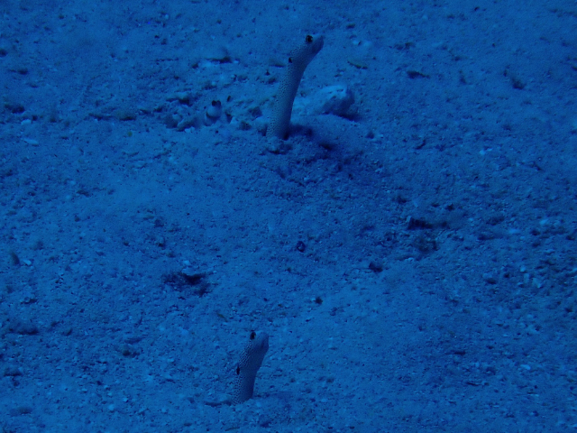 Click to View Spotted Garden Eel<br><span style='font-size:12px'><i>Dave & Rose</i></span>