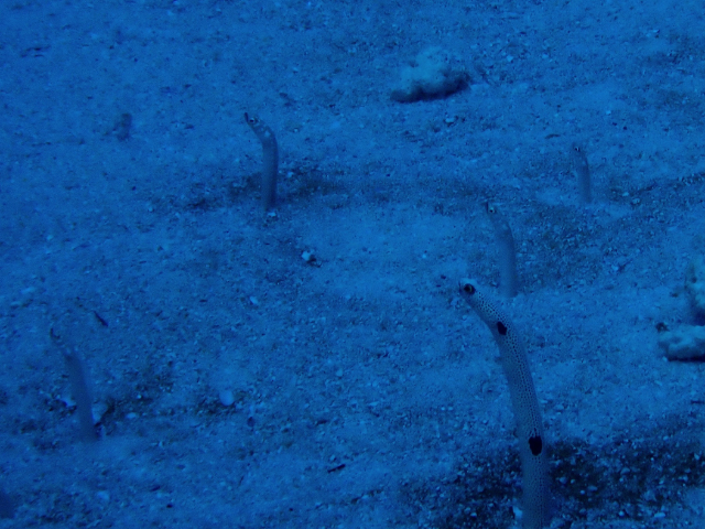 Click to View Spotted Garden Eel w Spaghetti G E <br><span style='font-size:12px'><i>Dave & Rose</i></span>
