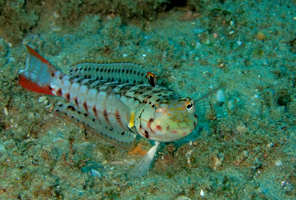 Click to View Spotted Sandperch<br><span style='font-size:12px'><i>iNaturalist</i></span>