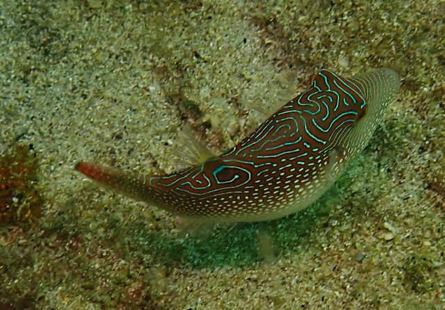 Click to View Spotted Sharpnose Toby<br><span style='font-size:12px'><i>Dave & Rose</i></span>