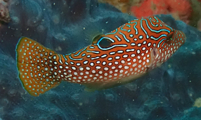 Click to View Spotted Sharpnose Toby<br><span style='font-size:12px'><i>Dave & Rose</i></span>