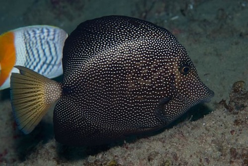 Click to View Spotted Tang<br><span style='font-size:12px'><i>iNaturalist</i></span>