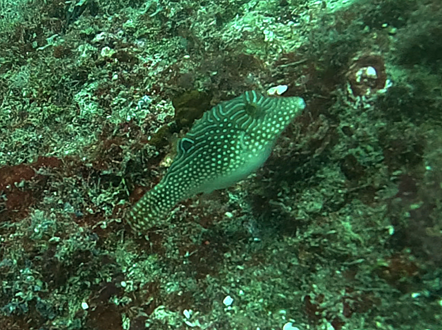 Click to View Spotted Toby<br><span style='font-size:12px'><i>Dave & Rose</i></span>