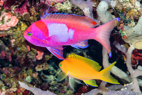 Squarespot Anthias<br><span style='font-size:12px'><i>iNaturalist</i>&nbsp&nbsp&nbsp&nbsp</span>