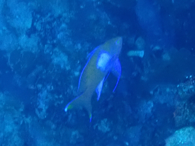 Click to View Squarespot Anthias<br><span style='font-size:12px'><i>Dave & Rose</i></span>