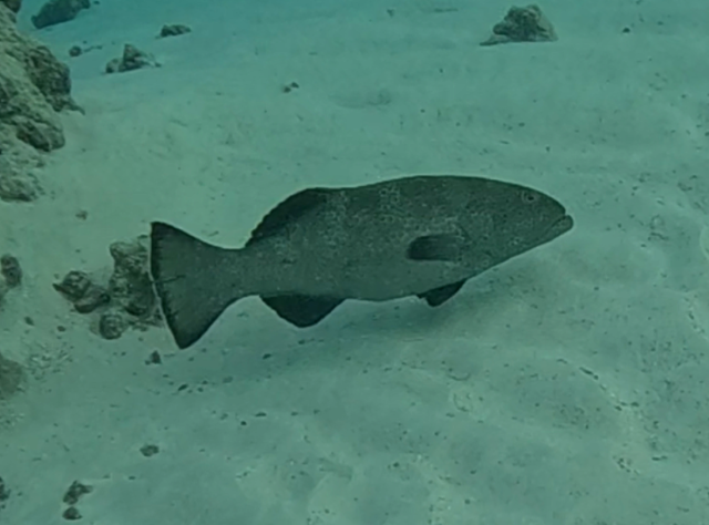 Click to View Squaretail Coral Grouper<br><span style='font-size:12px'><i>Dave & Rose</i></span>