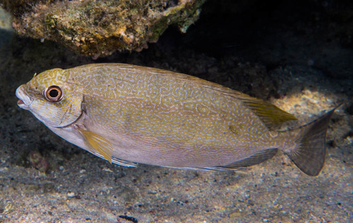 Click to View Squaretail Rabbitfish<br><span style='font-size:12px'><i>iNaturalist</i></span>