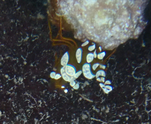 Click to View Squat Anenome Shrimp<br><span style='font-size:12px'><i>Dave & Rose</i></span>