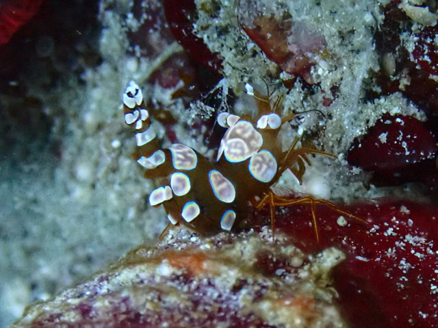 Click to View Squat Anenome Shrimp<br><span style='font-size:12px'><i>Dave & Rose</i></span>