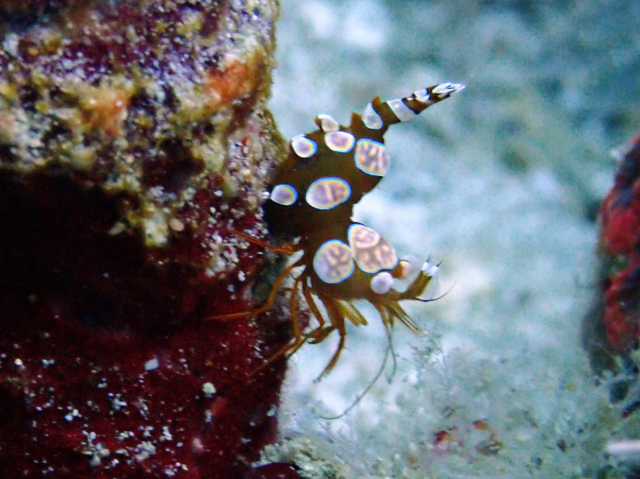 Click to View Squat Anenome Shrimp<br><span style='font-size:12px'><i>Dave & Rose</i></span>