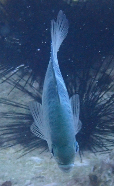 Click to View Staghorn Damsel<br><span style='font-size:12px'><i>Dave & Rose</i></span>