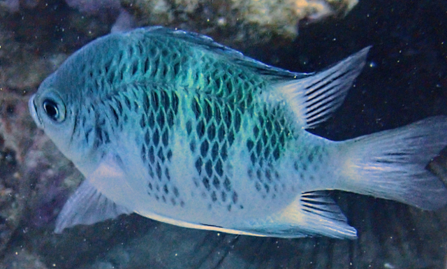 Click to View Staghorn Damsel<br><span style='font-size:12px'><i>Dave & Rose</i></span>