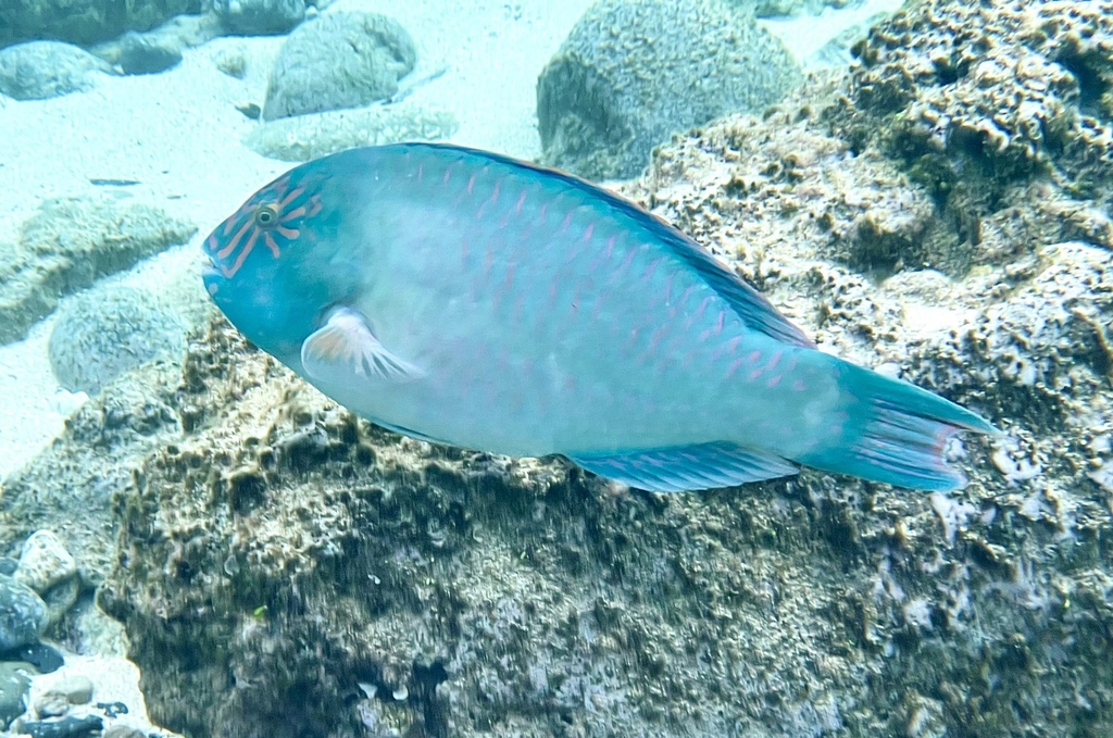 Stareye Parrotfish<br><span style='font-size:12px'><i>iNaturalist</i>&nbsp&nbsp&nbsp&nbsp</span>