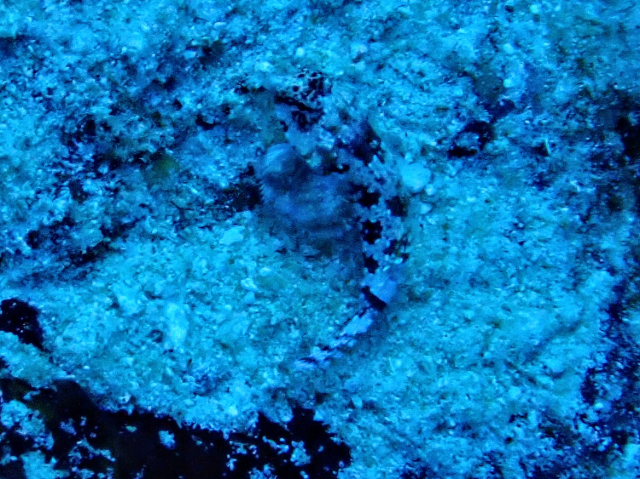 Starry Dragonet<br><span style='font-size:12px'><i>Dave & Rose</i>&nbsp&nbspMaldives&nbsp&nbsp14th Jan 2026</span>