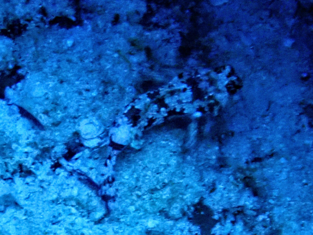 Starry Dragonet<br><span style='font-size:12px'><i>Dave & Rose</i></span>